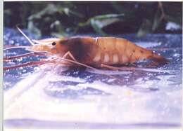 Image of monsoon river prawn