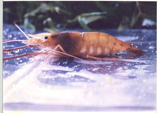 Image of monsoon river prawn