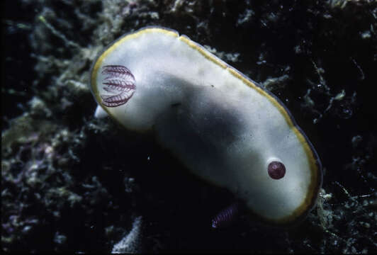 Image of Goniobranchus sinensis (Rudman 1985)