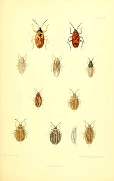 Image of Acalypta carinata (Panzer 1806)