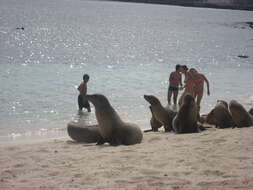 Image of Galapagos Sea Lion