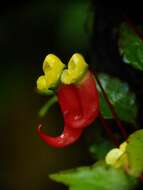 Image of Impatiens jerdoniae Wight