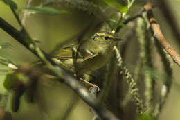 Phylloscopus chloronotus (Gray, JE, Gray & GR 1847) resmi