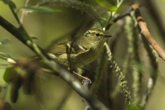 Image of Lemon-rumped Warbler