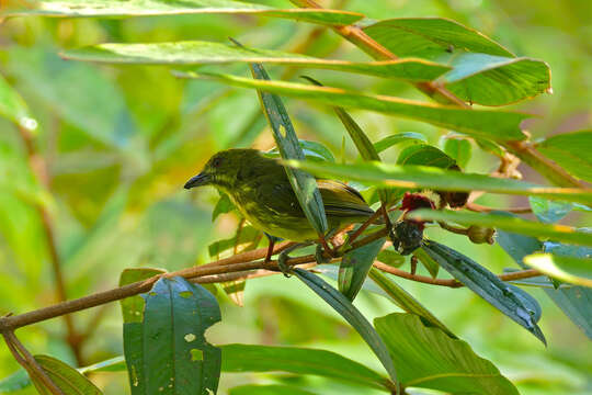 Image of Yellow-breasted Flowerpecker