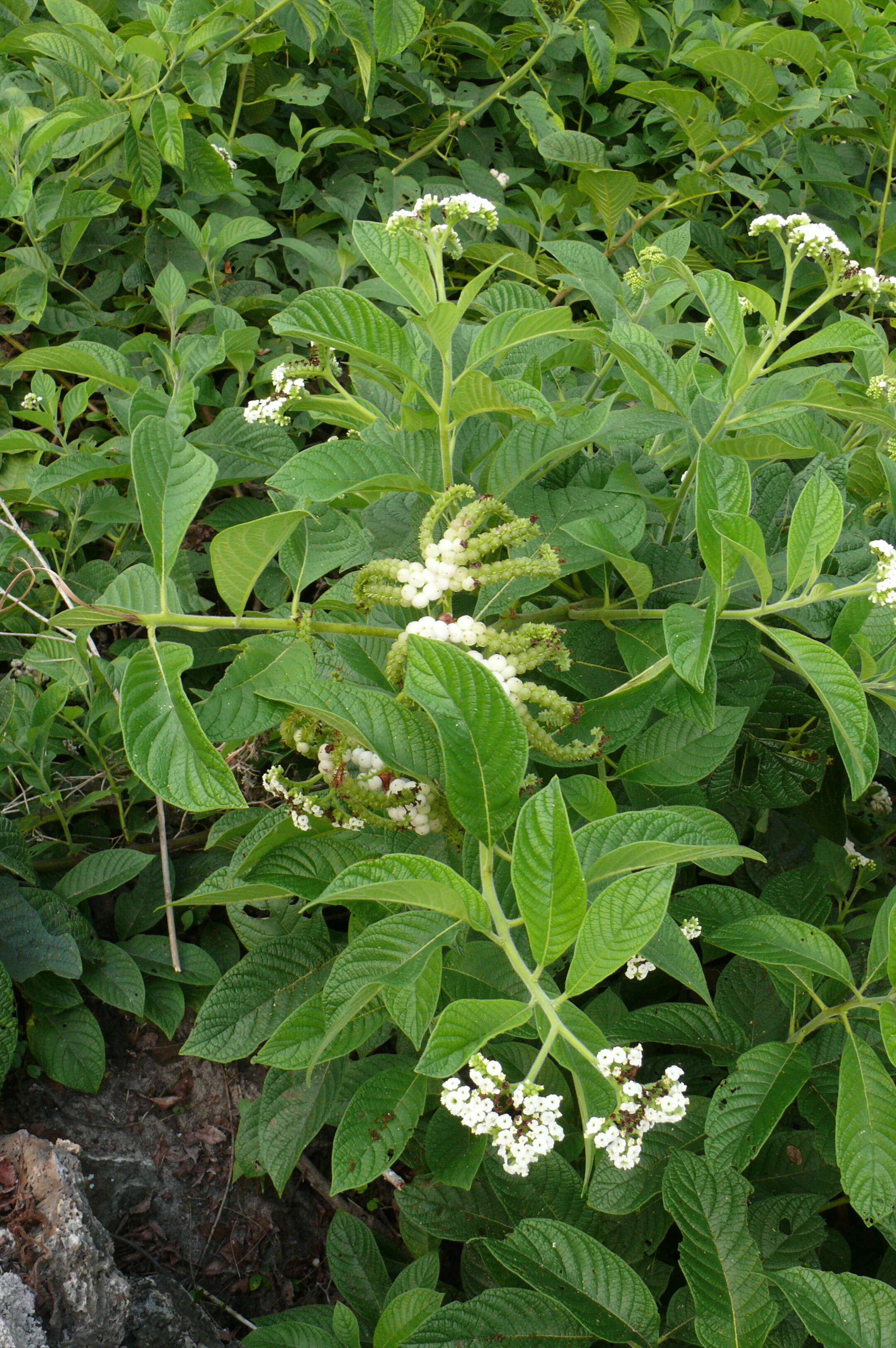 Imagem de Tournefortia pubescens Hook. fil.