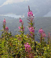 Image of Narrow-Leaf Fireweed