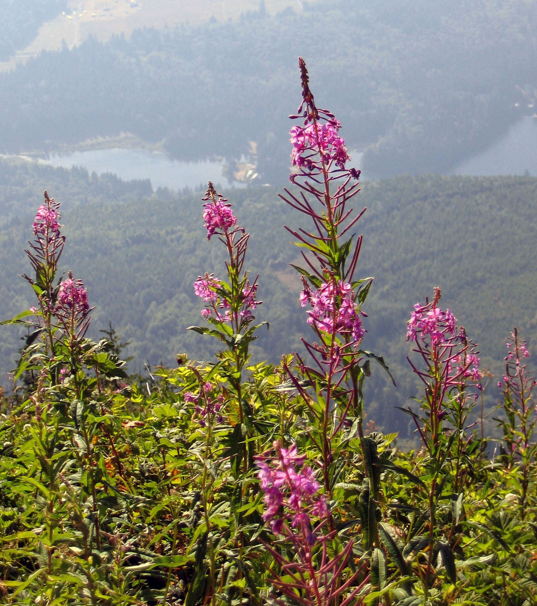 Image of Narrow-Leaf Fireweed