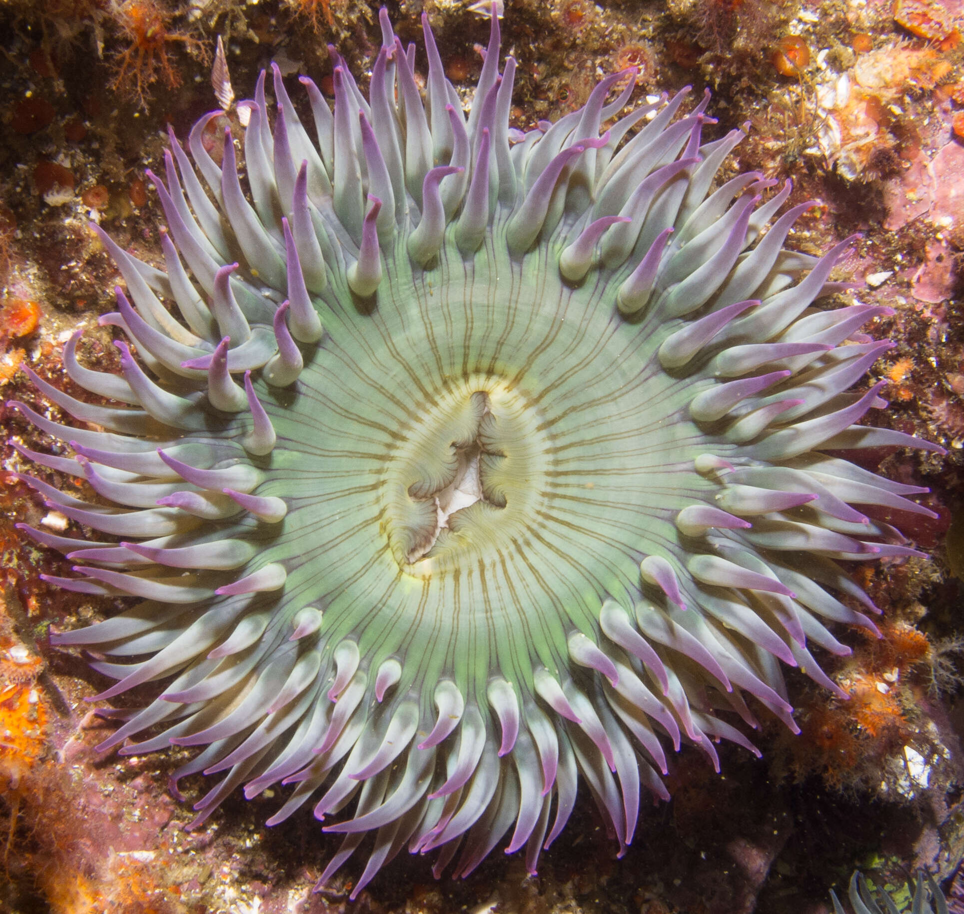 Image de Anthopleura elegantissima (Brandt 1835)