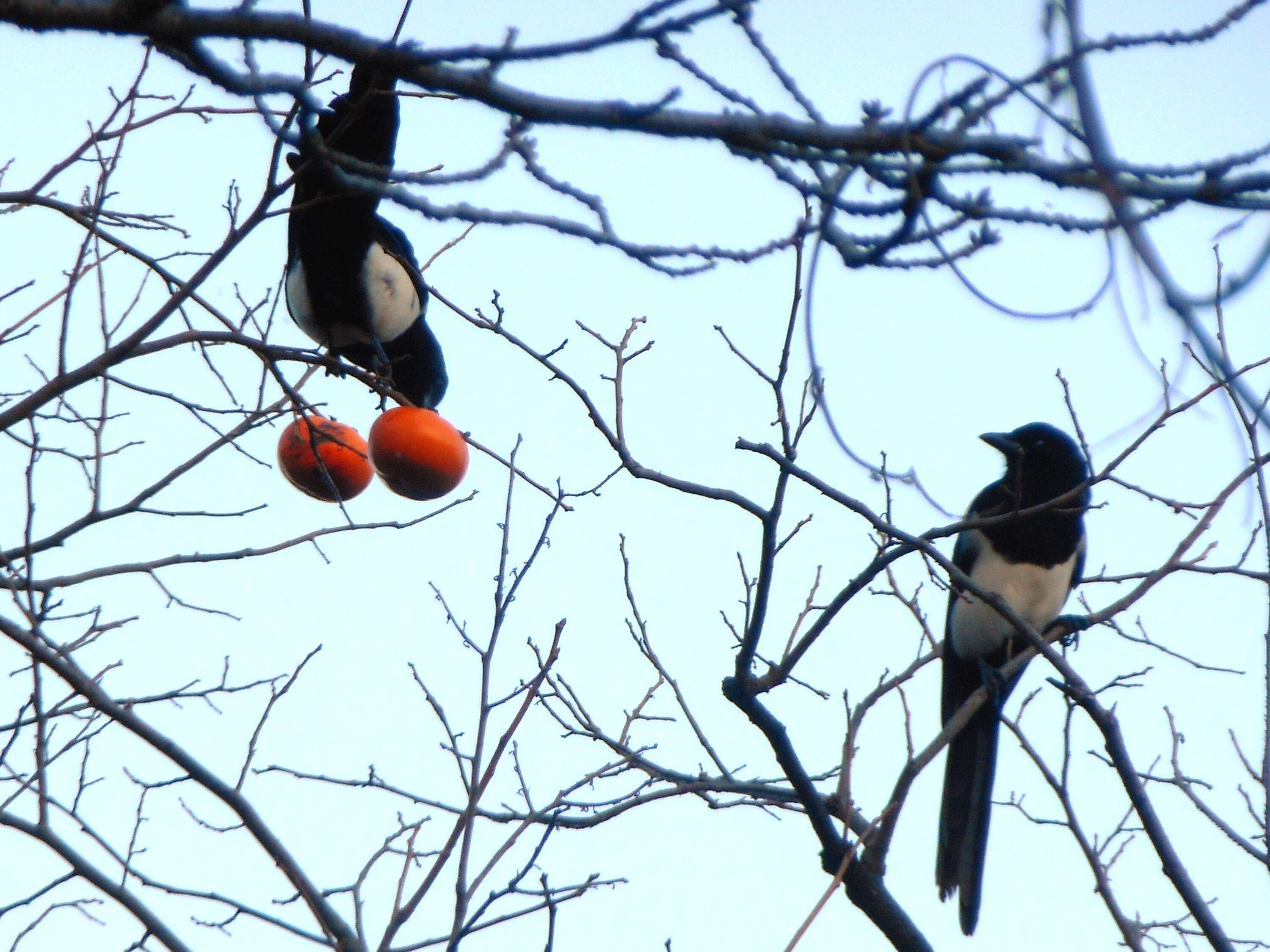 Image of Oriental Magpie