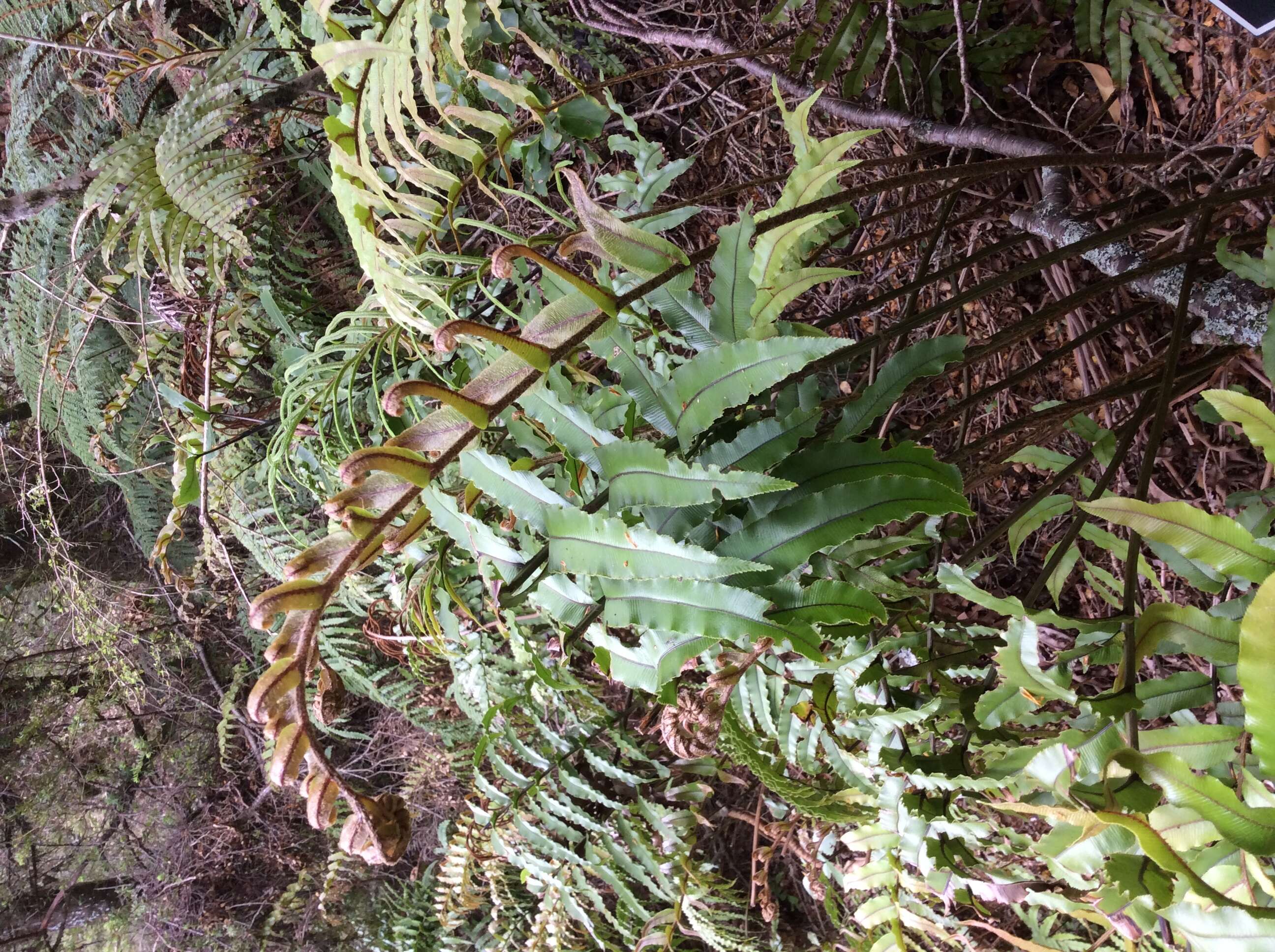Image of Parablechnum novae-zelandiae (T. C. Chambers & P. A. Farrant) Gasper & Salino