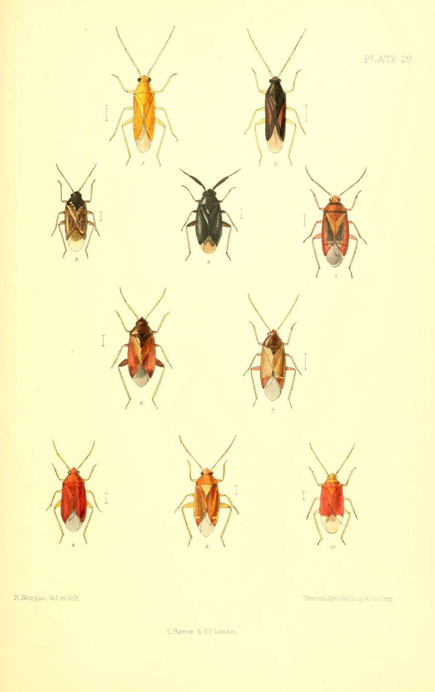 Image of Atractotomus mali (Meyer-Dur 1843)