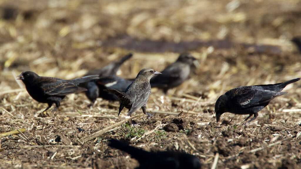 Image of Tricolored Blackbird