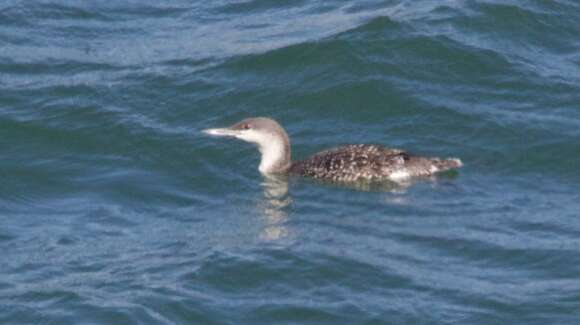 Image of Red-throated Diver