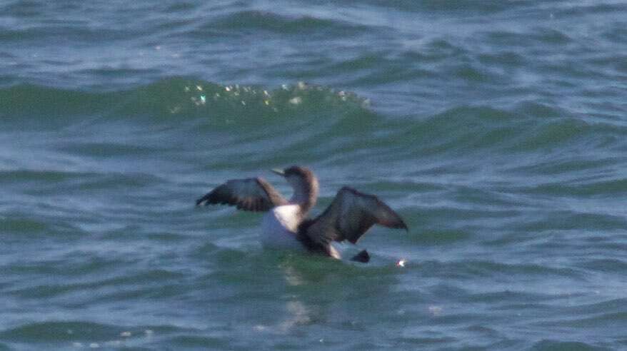 Image of Red-throated Diver