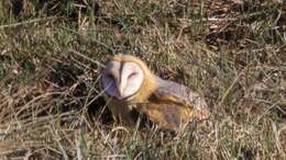 Image of American Barn Owl