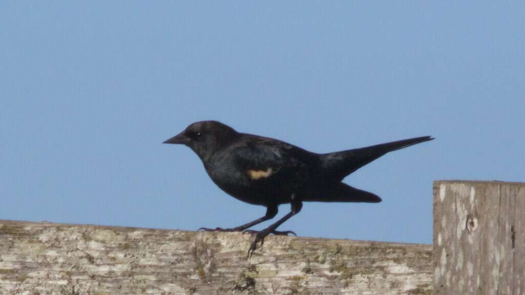 Image of Tricolored Blackbird