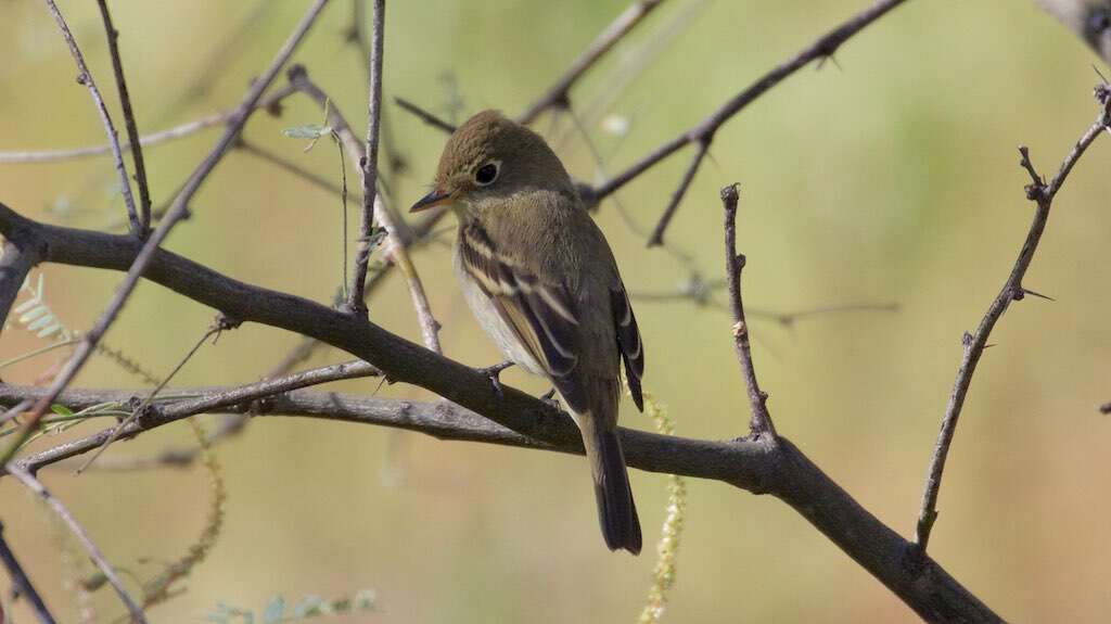 Image of Pacific-slope Flycatcher