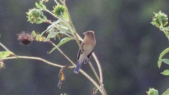 Image of Lazuli Bunting