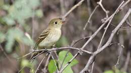Image of Pacific-slope Flycatcher