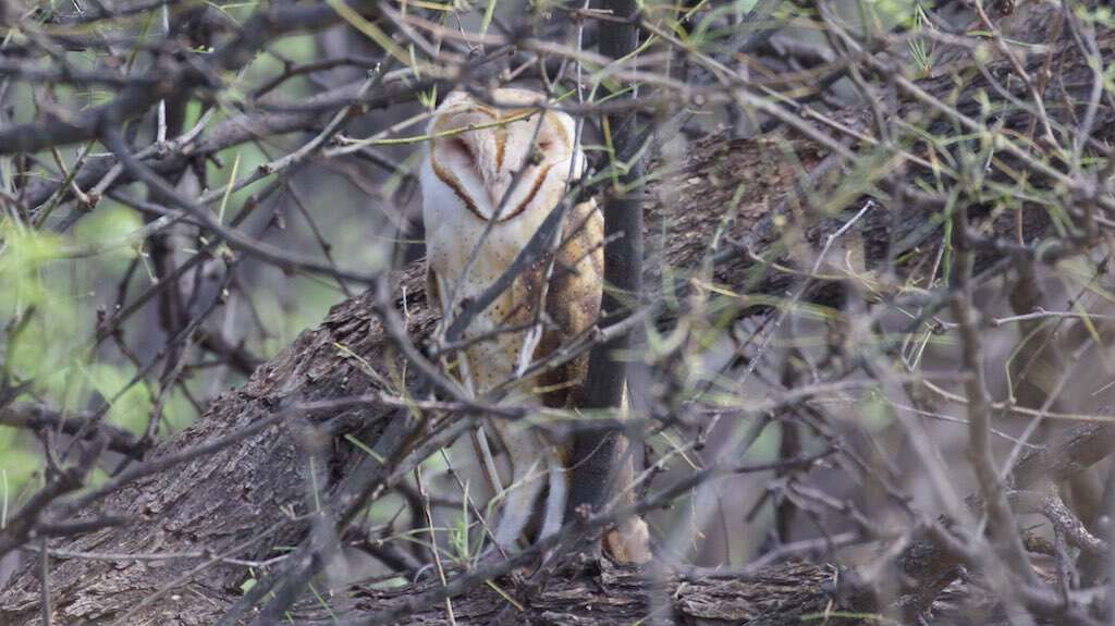 Tyto furcata (Temminck 1827)的圖片