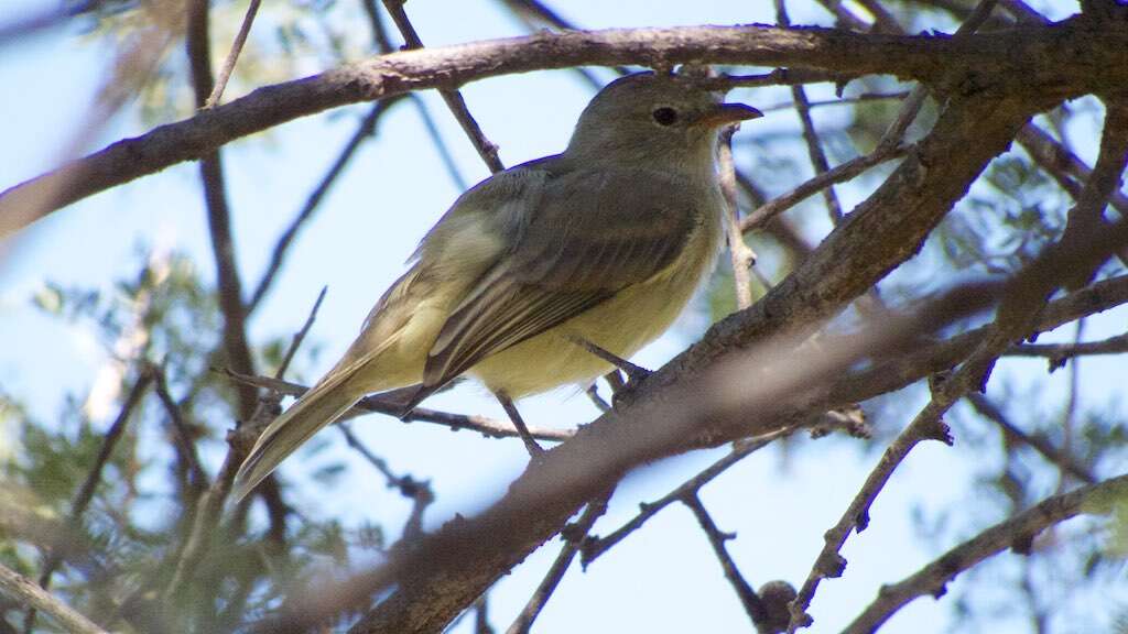 Image of Northern Beardless Tyrannulet