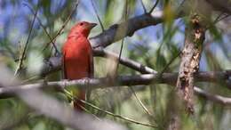 Image of Summer Tanager