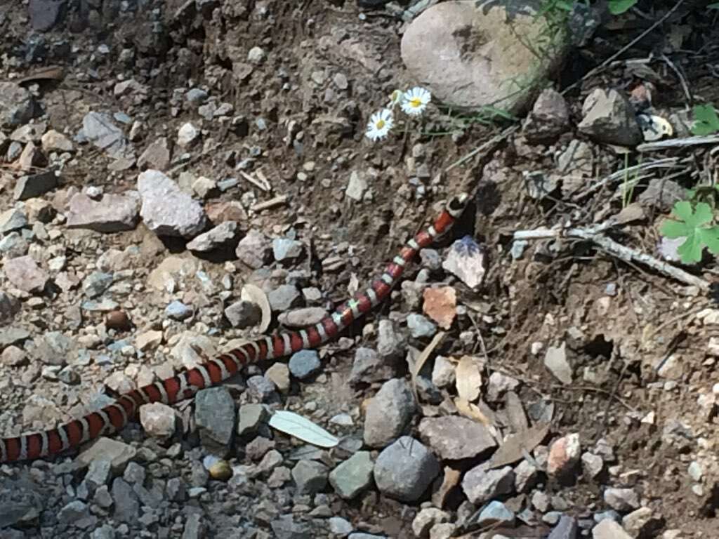 Image of Arizona Mountain Kingsnake