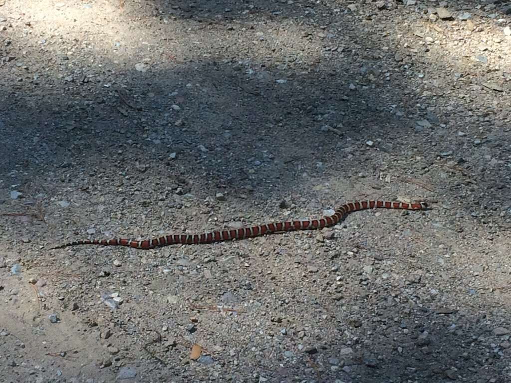 Image of Arizona Mountain Kingsnake