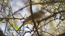 Image of Northern Beardless Tyrannulet