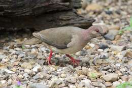 Image of White-tipped Dove