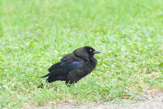 Image of Bronzed Cowbird