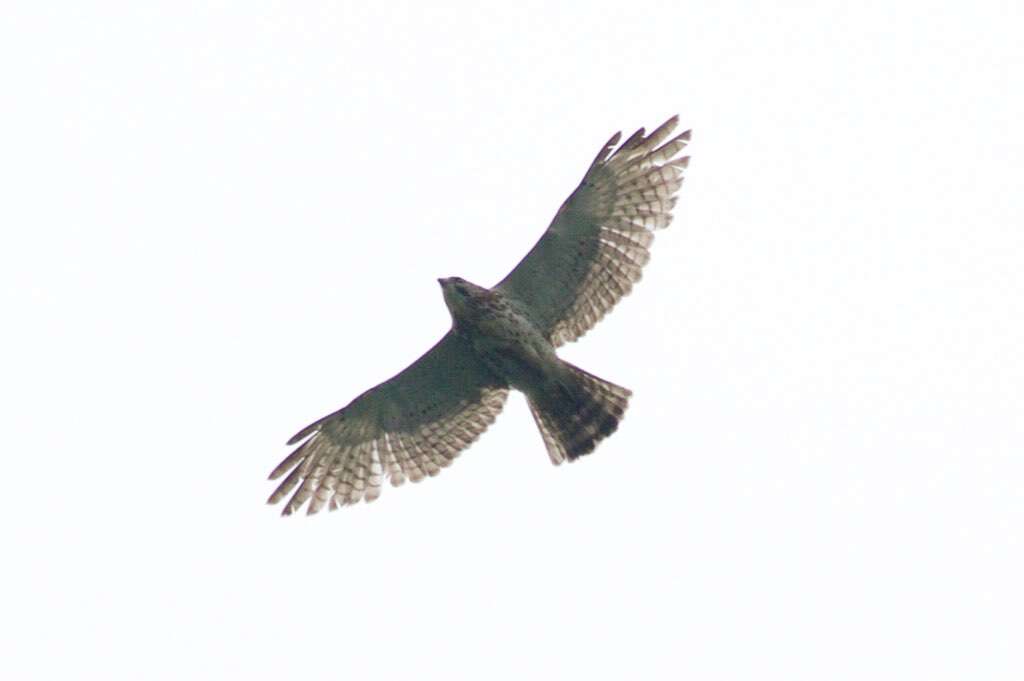 Image of Gray Hawk