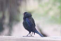 Image of Bronzed Cowbird