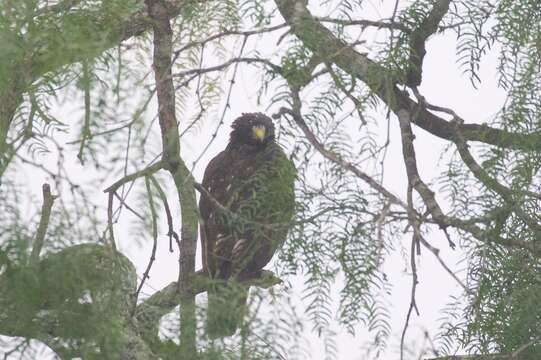 Image of Zone-tailed Hawk