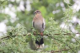 Image of White-winged Dove