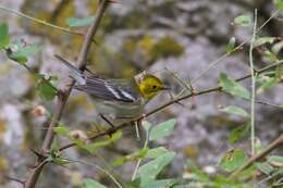 Image of Hermit Warbler