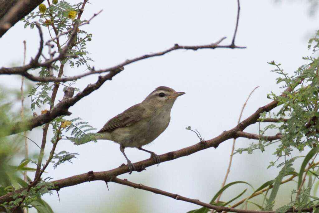 Vireo gilvus (Vieillot 1808) resmi