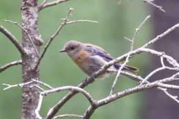 Image of Western Bluebird