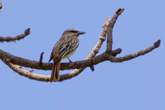 Слика од Myiodynastes luteiventris Sclater & PL 1859