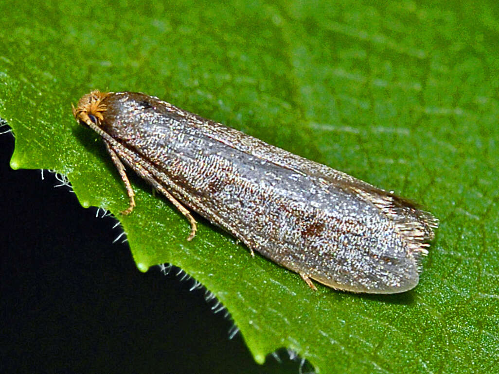 Image of Agnoea flavifrontella