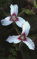 Image of painted trillium