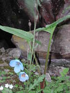 Image of Thorny satin poppy