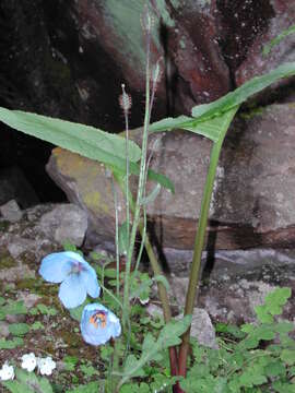 Image of Thorny satin poppy