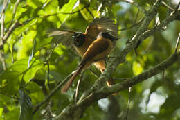 Image of Black-and-cinnamon Fantail
