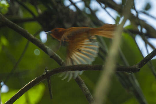 Image of Rufous Paradise Flycatcher