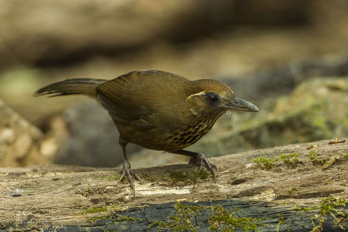 Image of Spot-breasted Laughingthrush