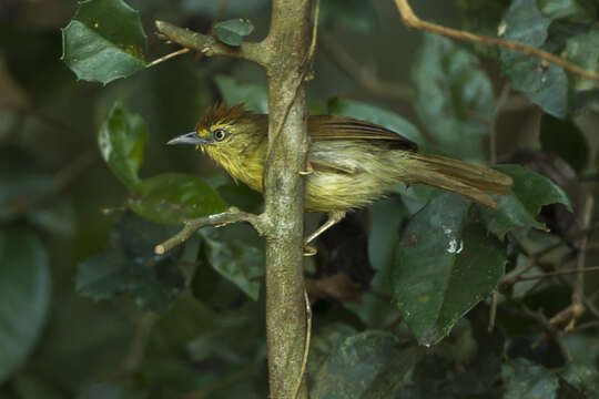 Image of Macronus gularis