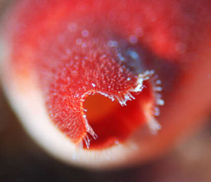 Image of red sea-squirt