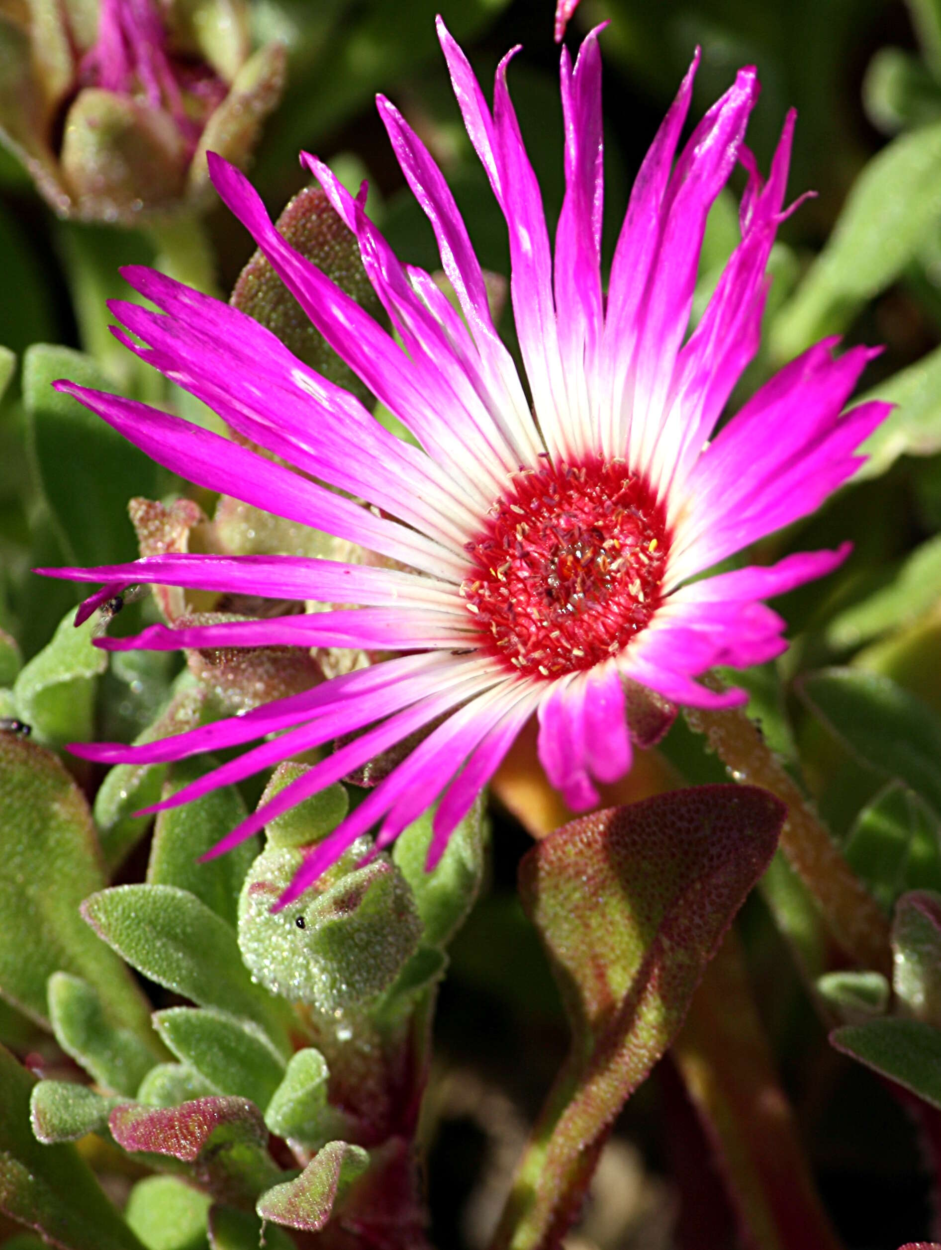 Image of Cleretum bellidiforme (Burman fil.) G. D. Rowley